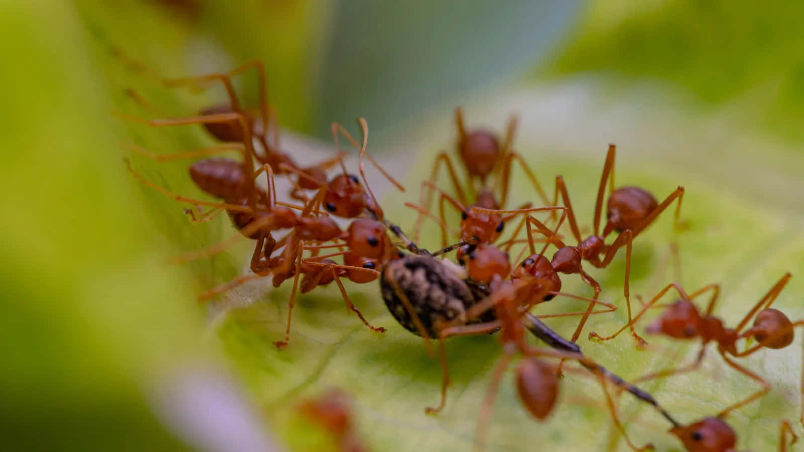 Fire Ants Teamworkin Nature.jpg Wallpaper