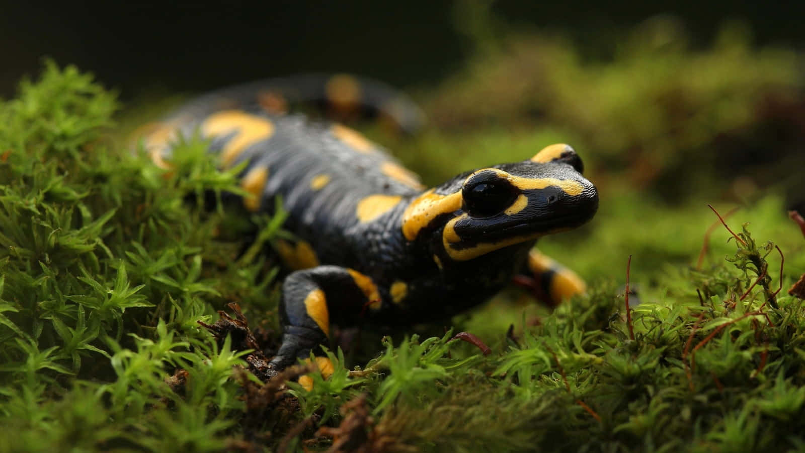 Fire Bellied Salamanderin Habitat.jpg Wallpaper