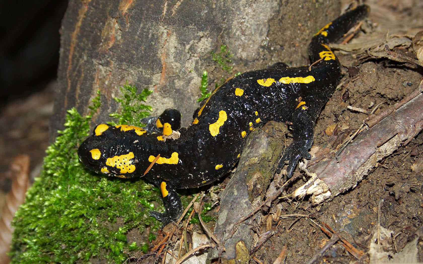 Fire Bellied Salamanderin Natural Habitat.jpg Wallpaper