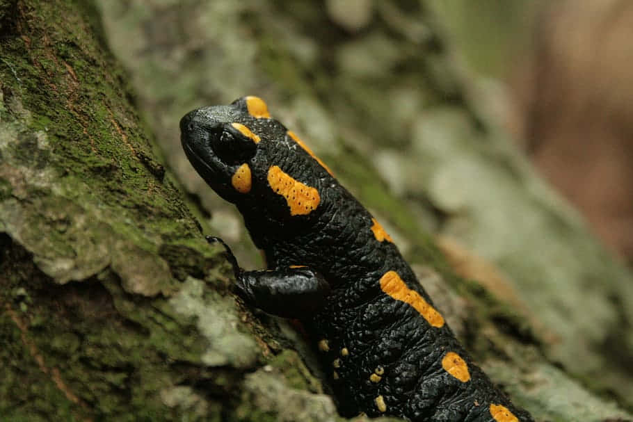 Fire Bellied Salamanderon Tree Wallpaper