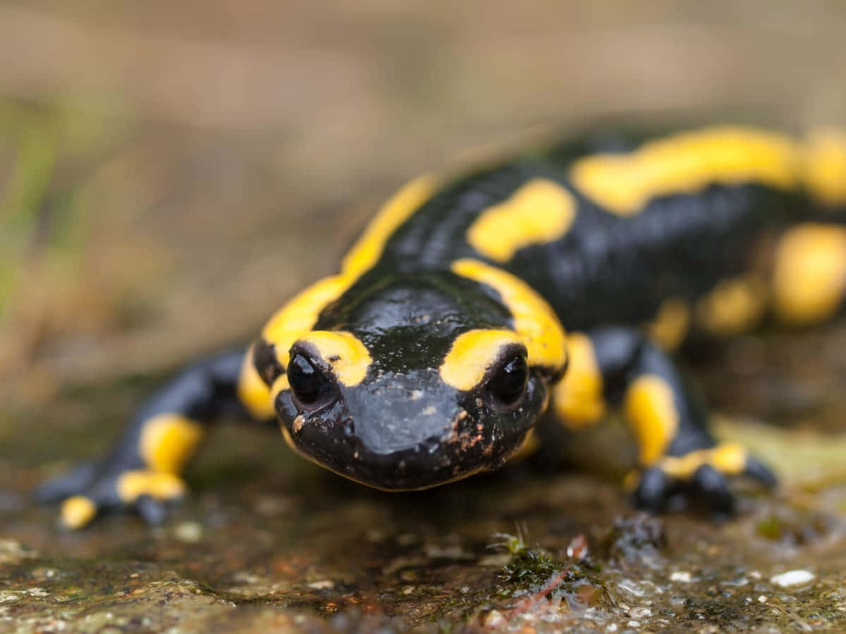 Fire Salamander Close Up Wallpaper