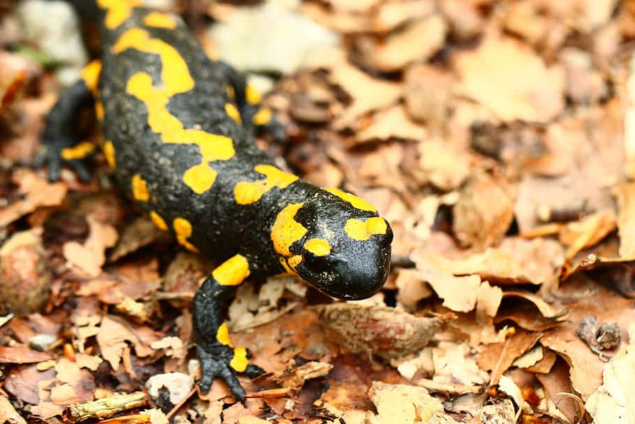 Fire Salamanderin Forest Floor.jpg Wallpaper