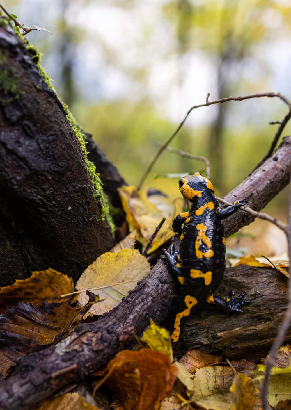 Fire Salamanderin Forest Floor.jpg Wallpaper