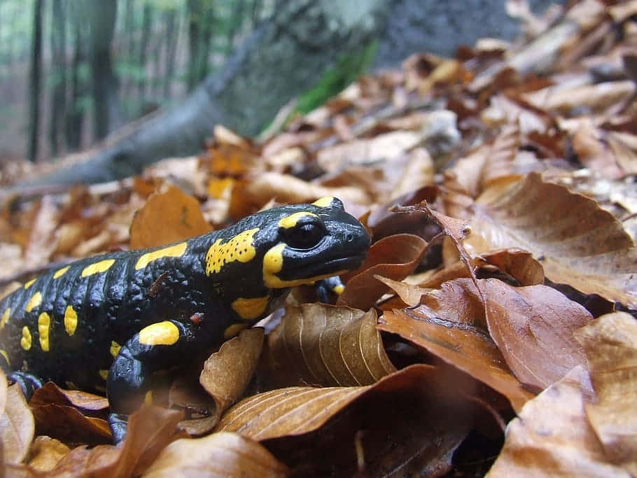 Fire Salamanderin Forest Floor Leaves Wallpaper