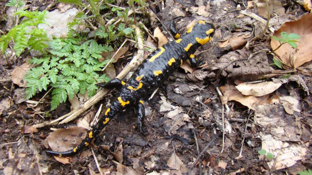 Fire Salamanderin Natural Habitat Wallpaper