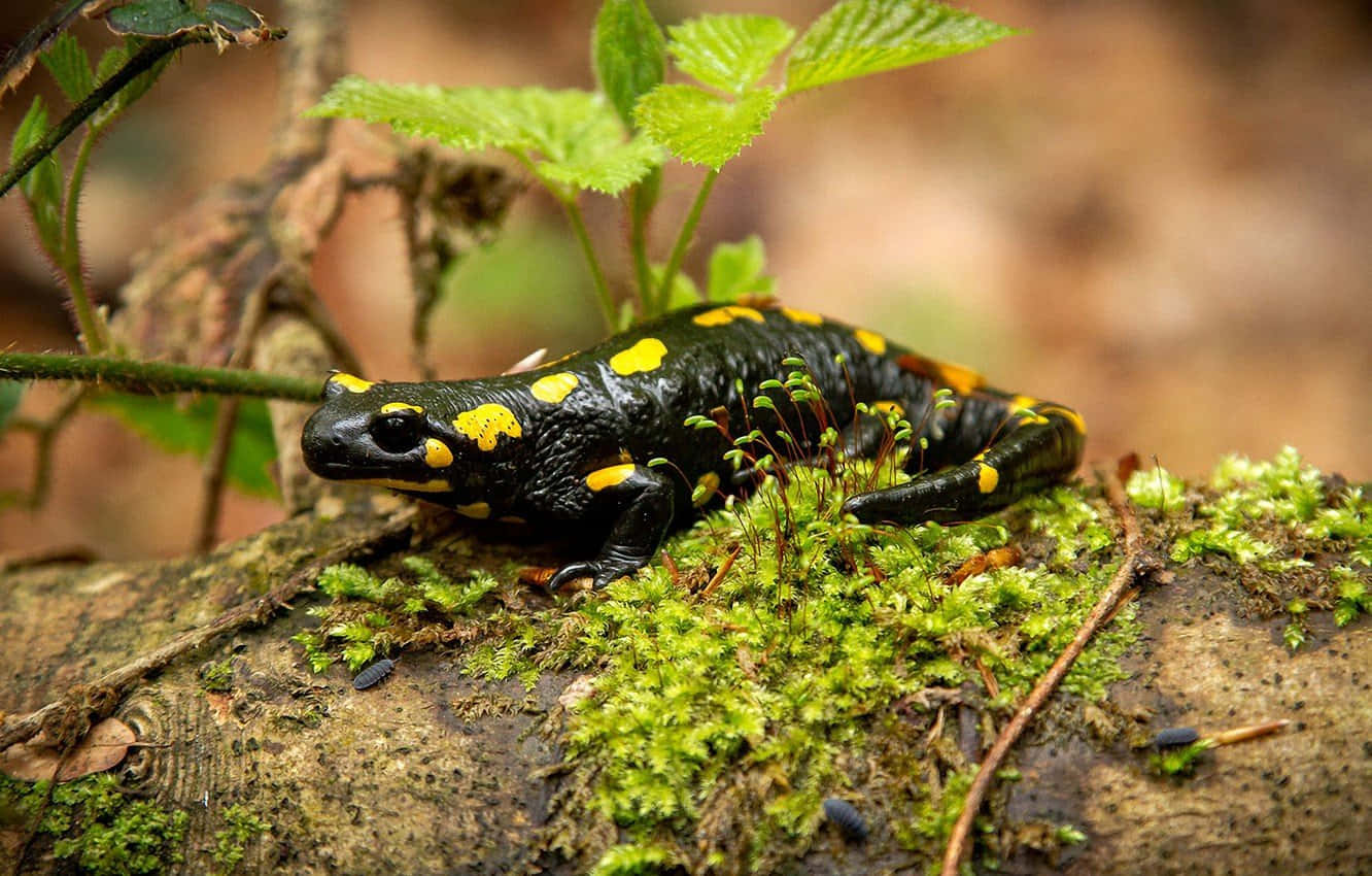 Fire Salamanderin Natural Habitat.jpg Wallpaper