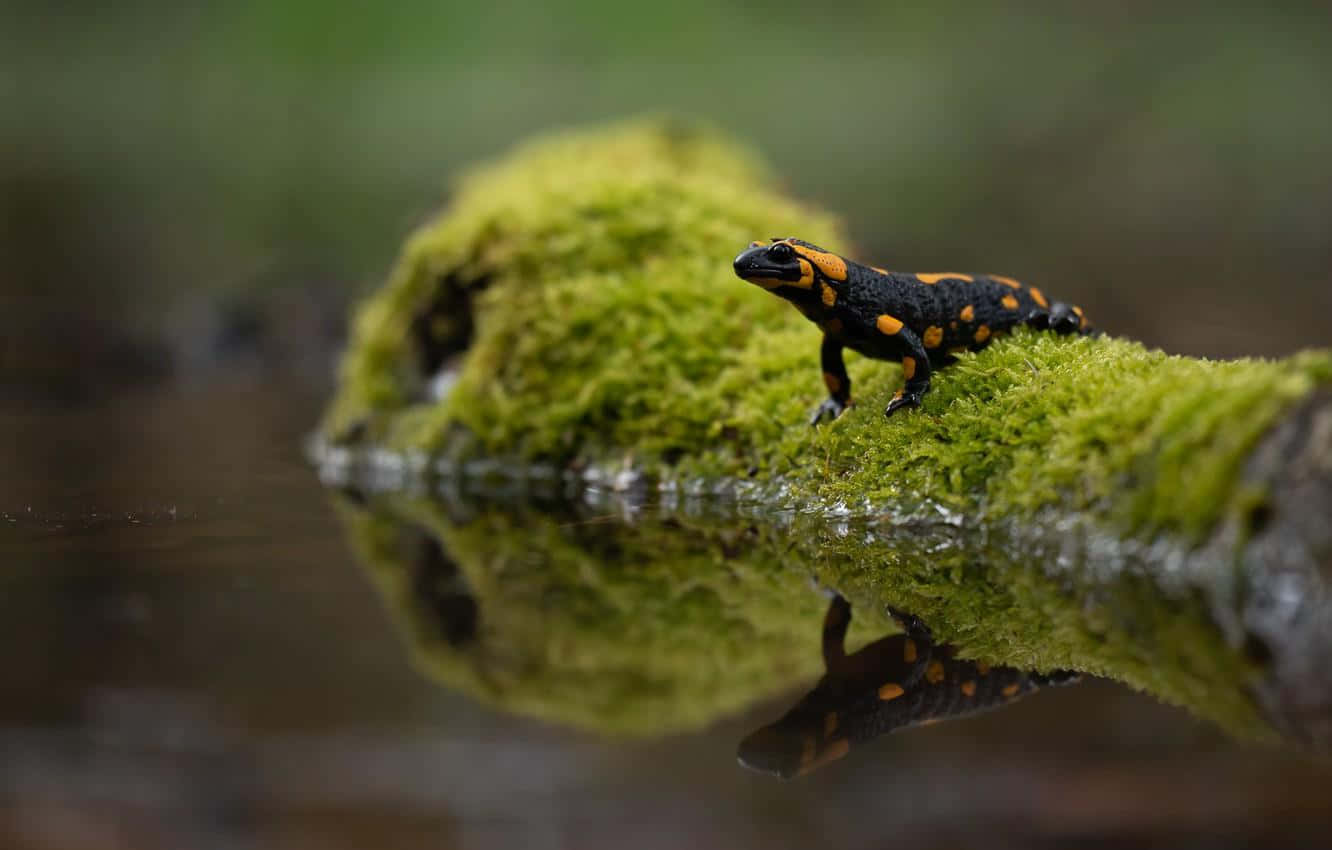 Fire Salamanderon Mossy Branch Wallpaper