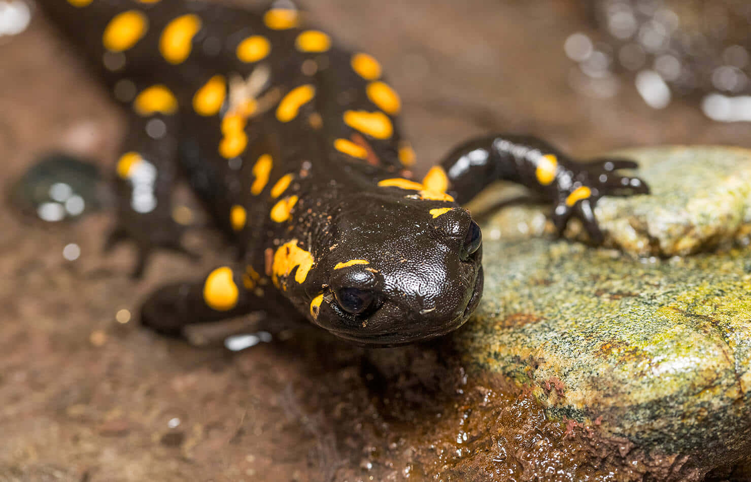 Fire Salamanderon Rock.jpg Wallpaper