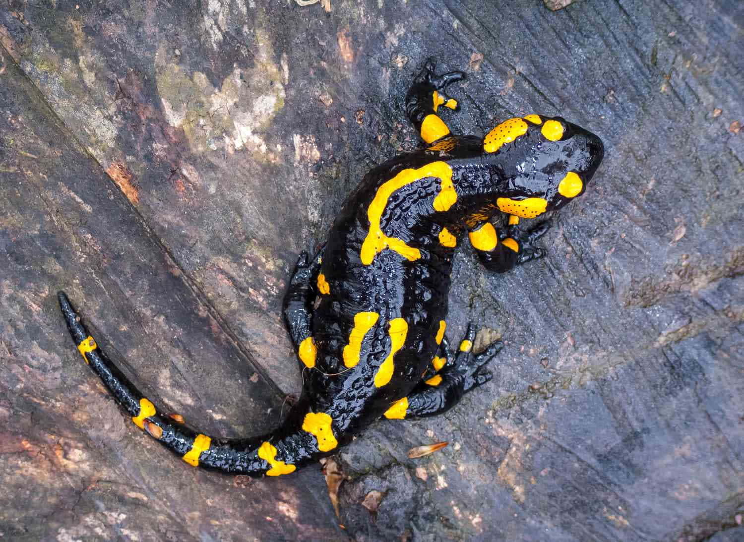 Fire Salamanderon Wood Wallpaper