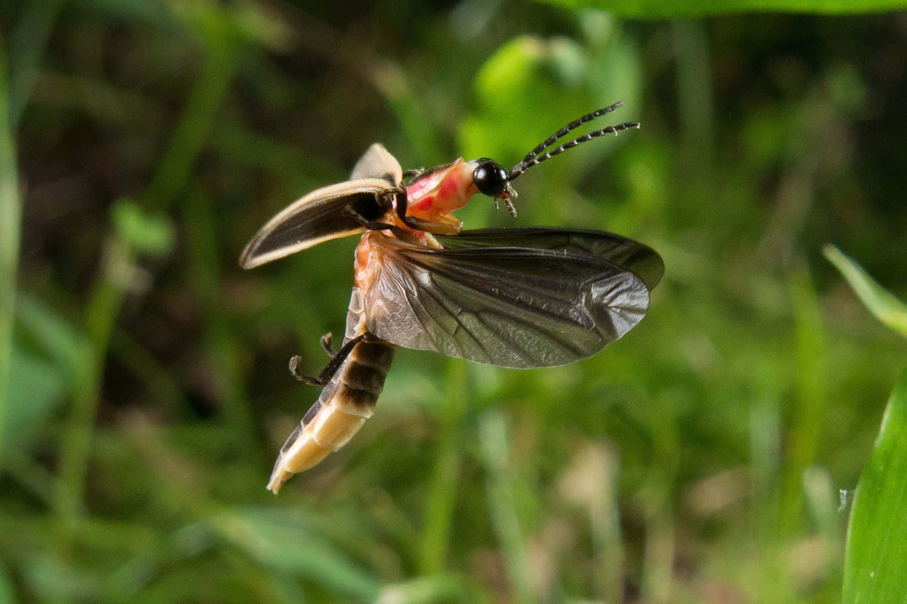 Firefly In Flight Green Background Wallpaper