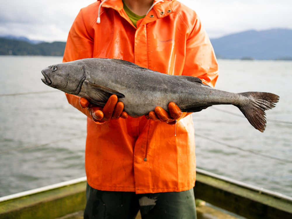 Fisherman Holding Sablefish Wallpaper