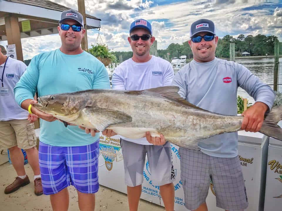 Fishing Tournament Cobia Catch Wallpaper