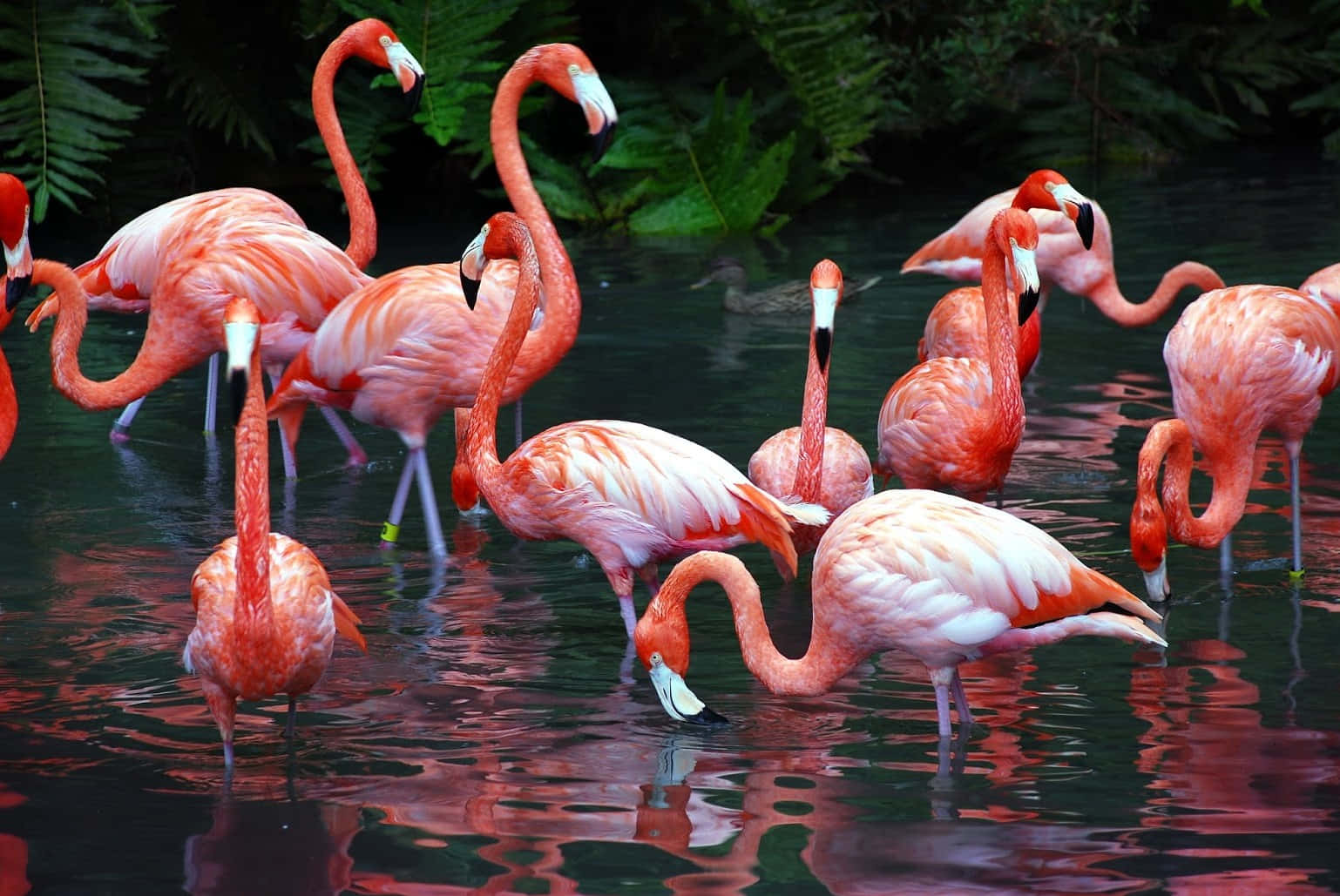 Flamingo Gatheringat Sanctuary.jpg Wallpaper