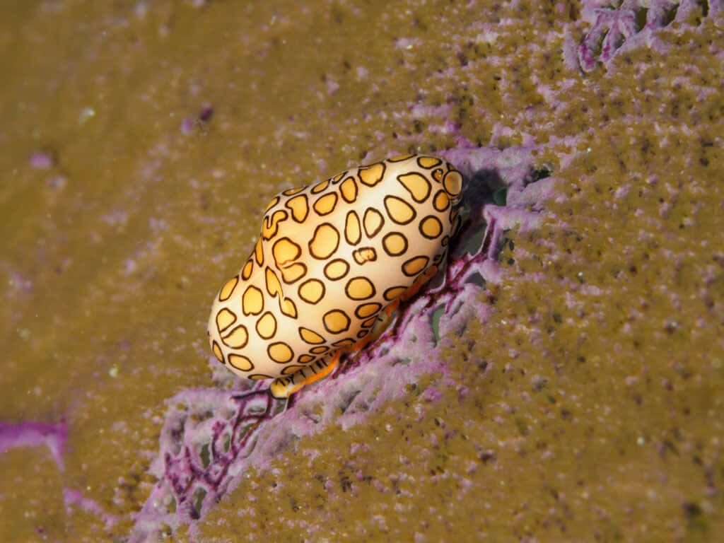 Flamingo Tongue Snailon Coral Wallpaper