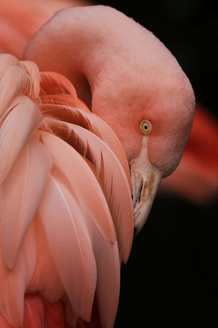 Flamingo With A Phone Wallpaper