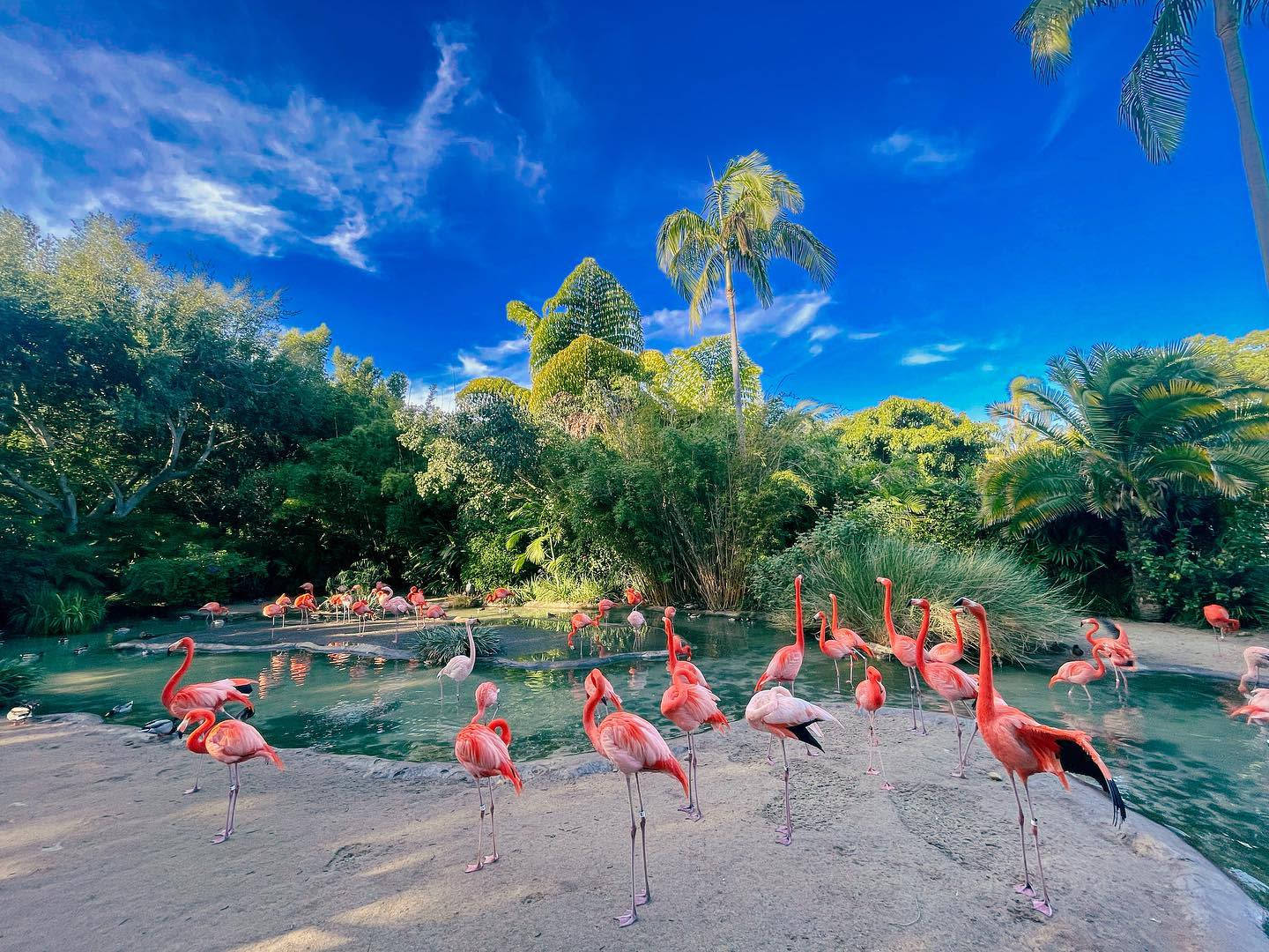 Flamingos At Balboa Park Wallpaper