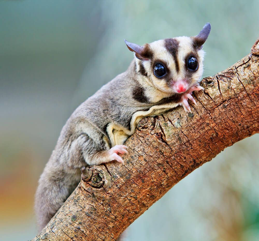 Flappy Sugar Glider Wallpaper