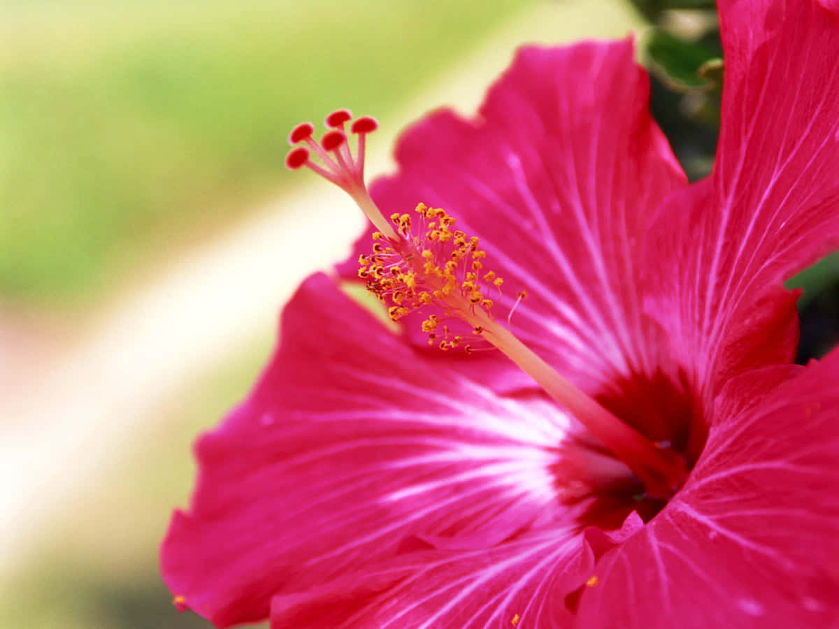 Flashy Hibiscus Flower Wallpaper