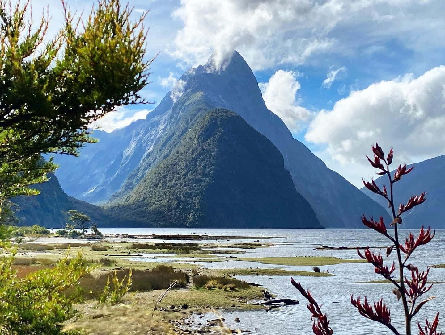 Flat Land =trees Plants Milford Sound Wallpaper