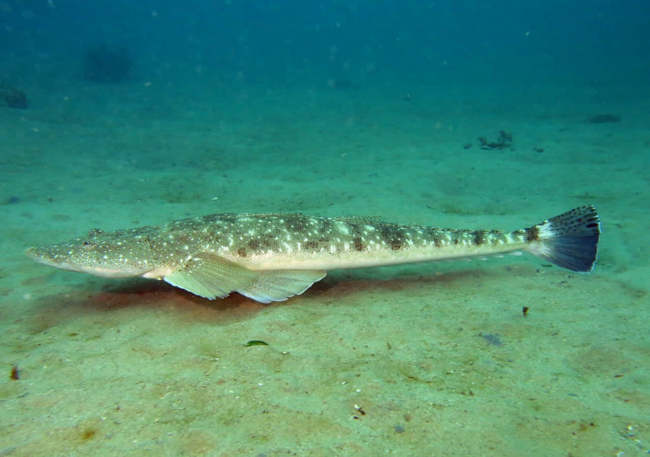 Flathead Catfish Swimming In Freshwater Wallpaper