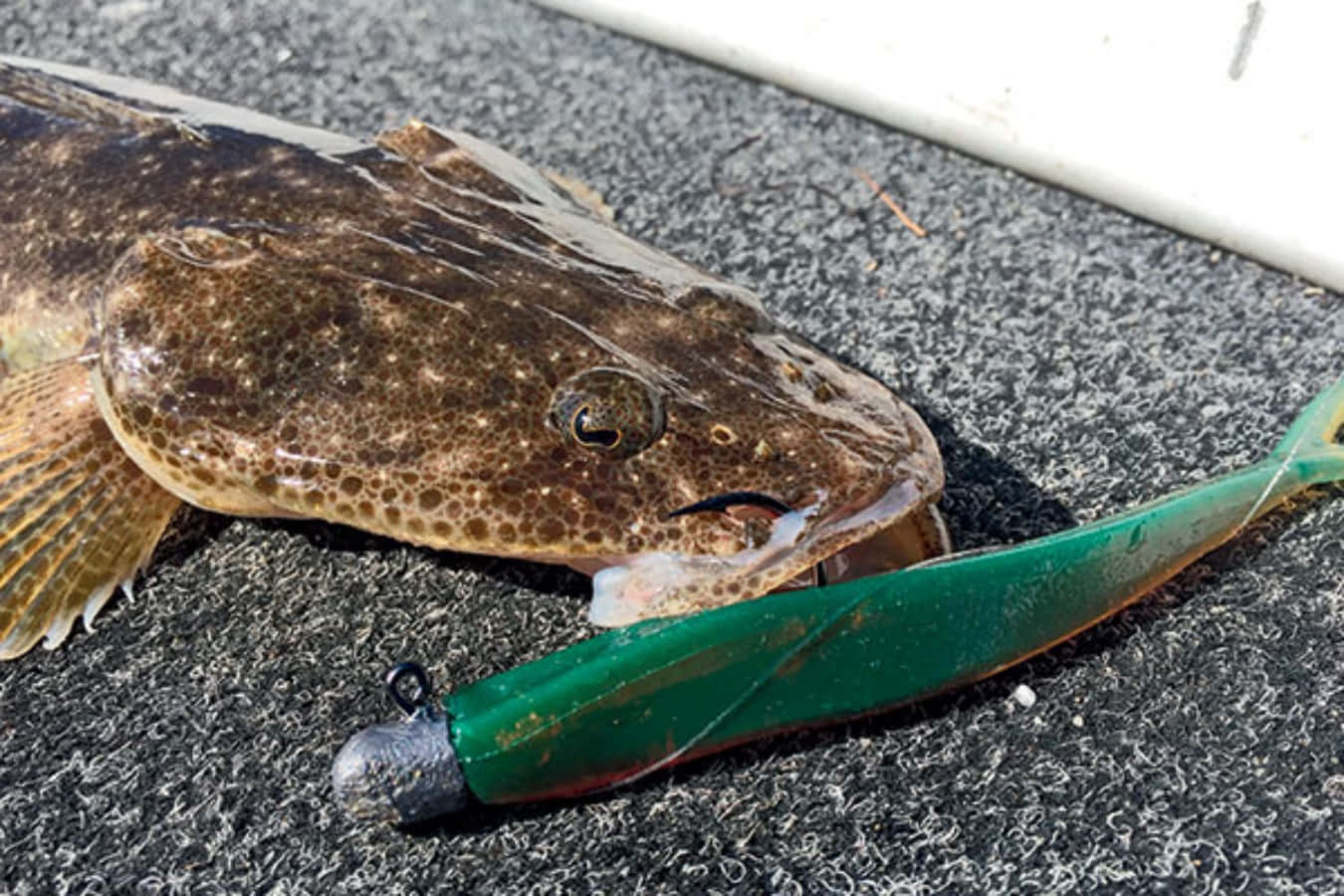 Flathead Caughton Lure.jpg Wallpaper