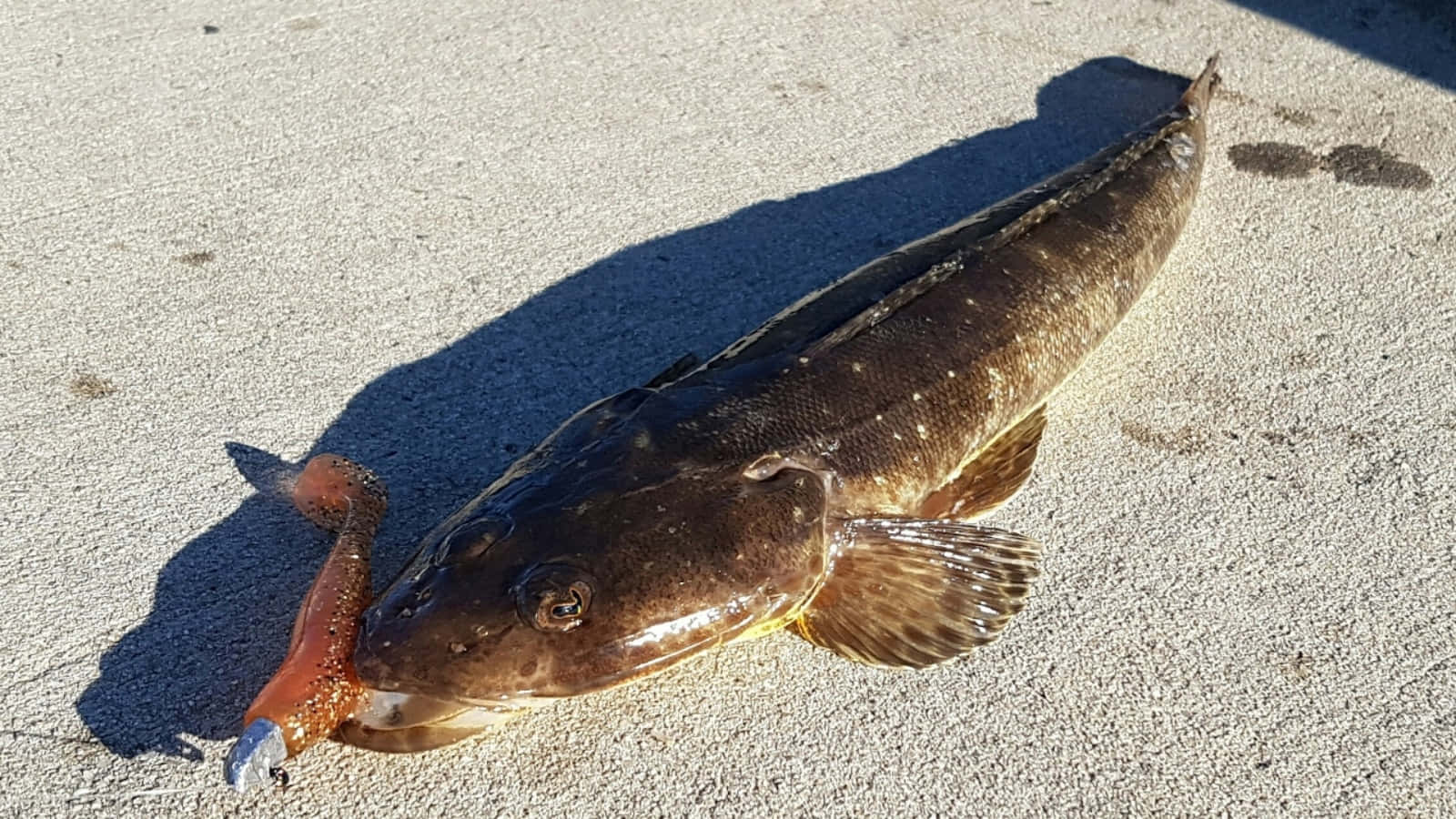 Flathead Fish On Sand.jpg Wallpaper