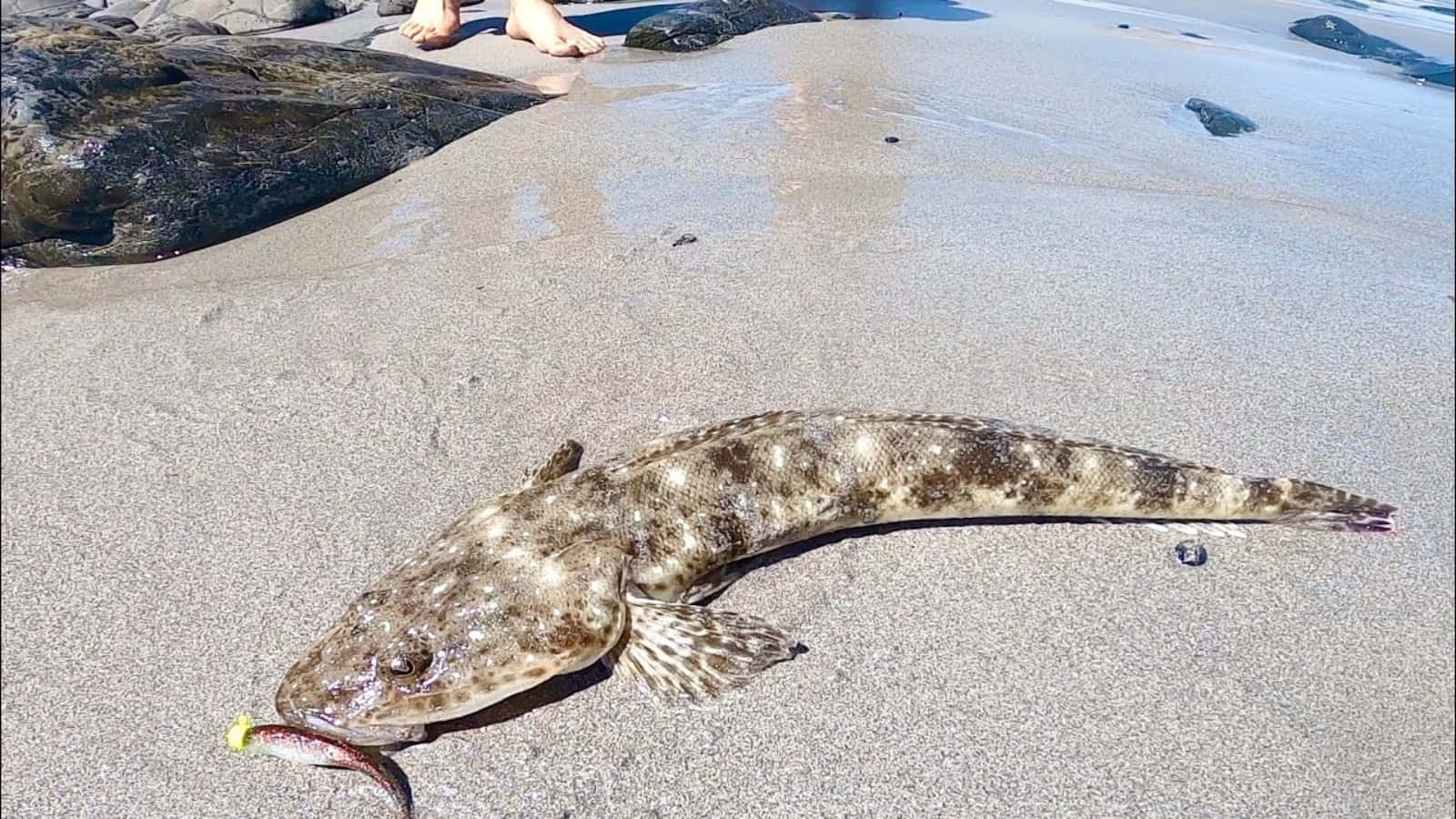 Flathead Fish On Sandy Beach Wallpaper