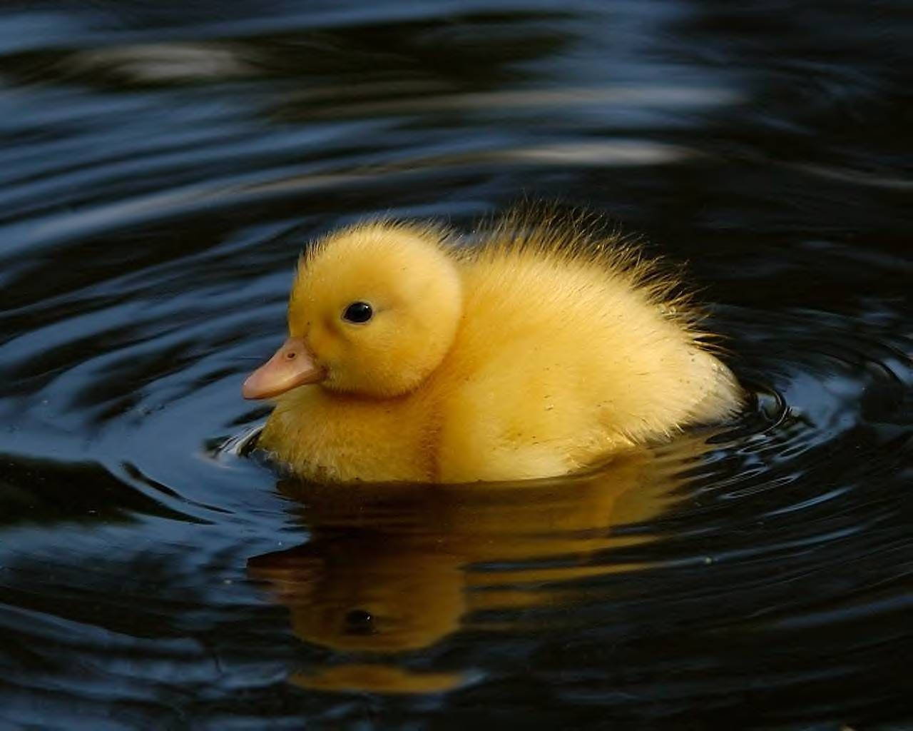 Floating Yellow Duck Wallpaper