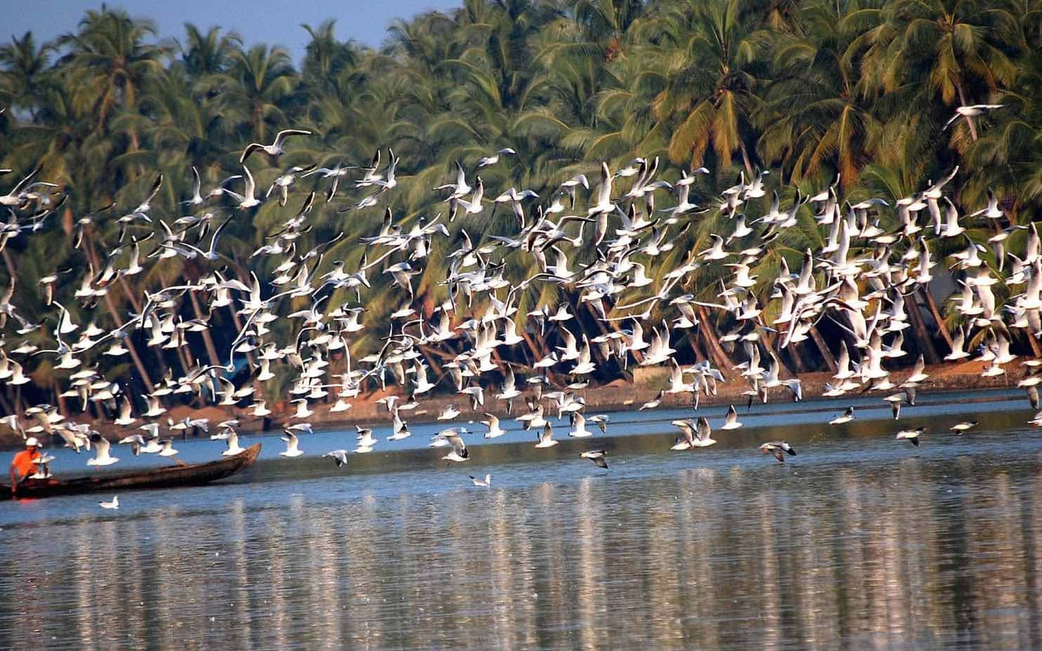 Flock_of_ Seabirds_ Taking_ Flight_at_ Sanctuary Wallpaper