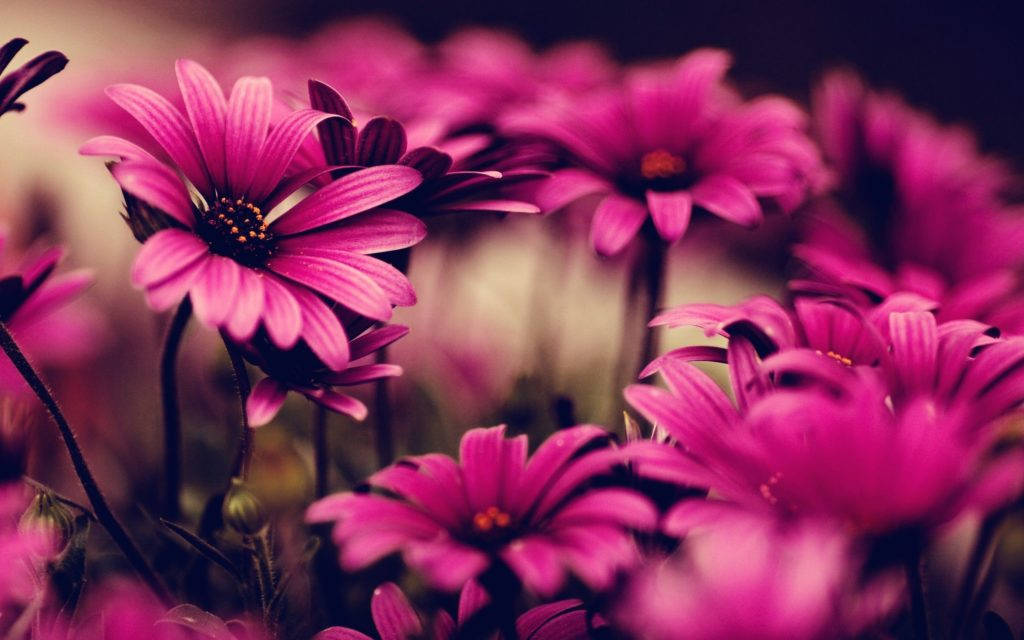 Flower Hd Dark Pink Daisies Wallpaper