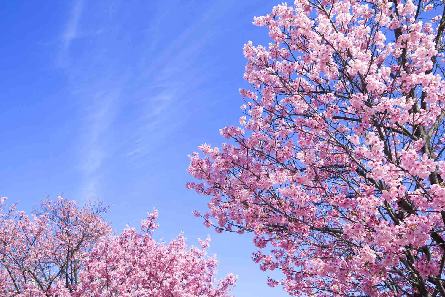 #flower Tree In Full Bloom Wallpaper