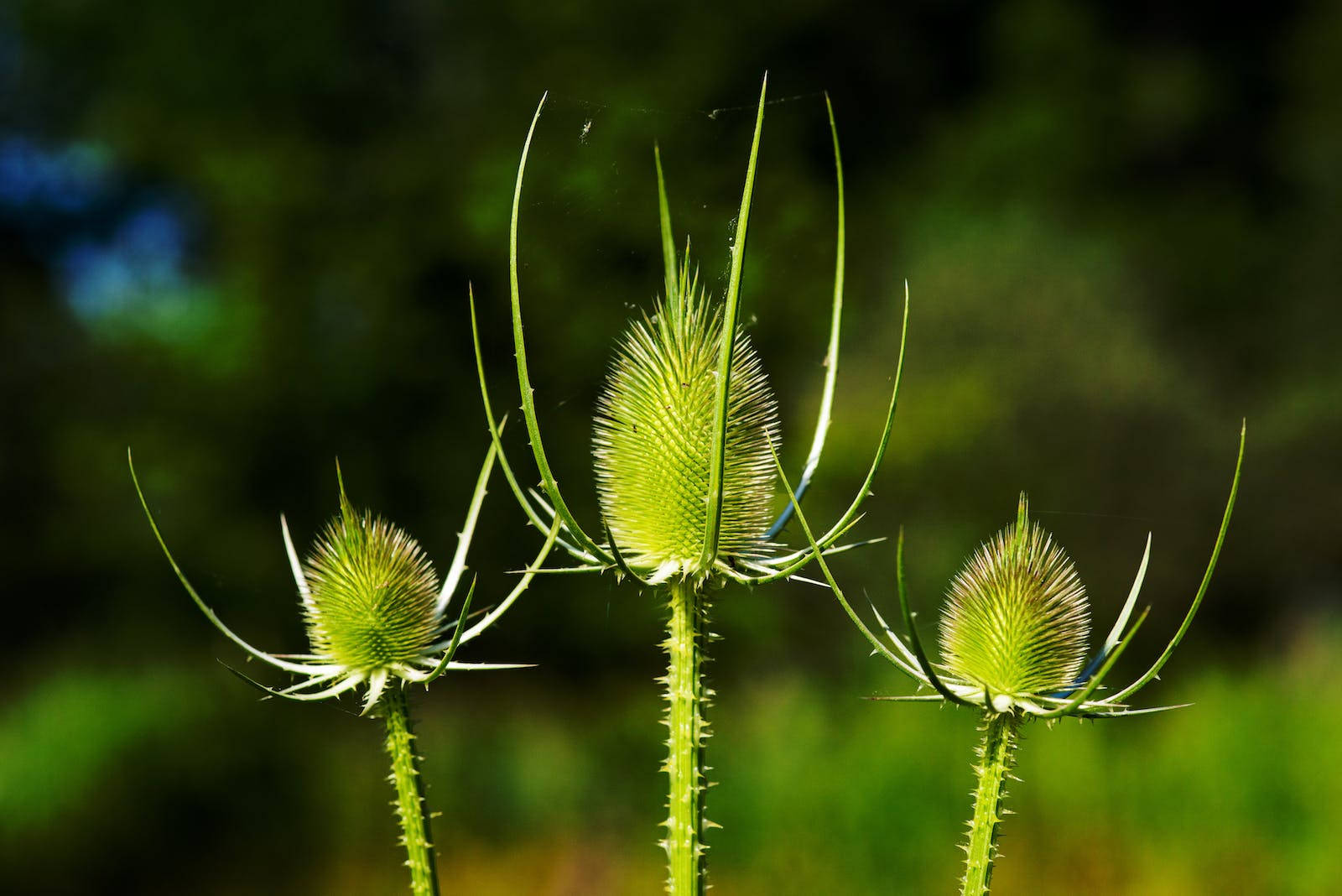 Flowers 4k Green Distels Wallpaper