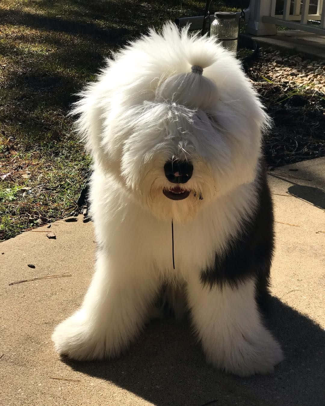 Fluffy Black White Dog Standing Outdoors Wallpaper