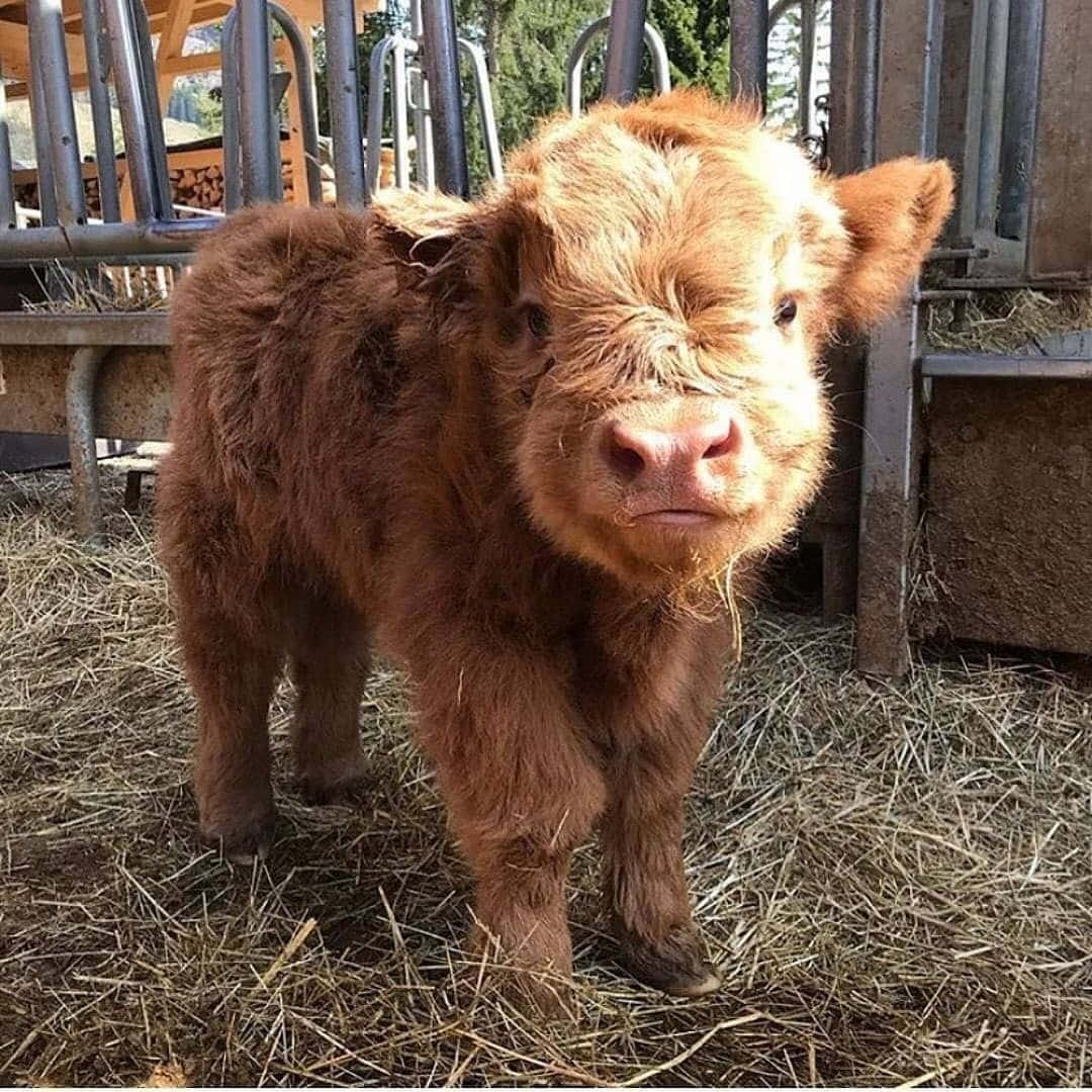 Fluffy Brown Calf Standing Wallpaper