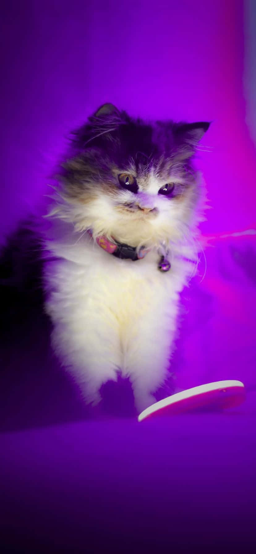 Fluffy Cat Purple Glow.jpg Wallpaper