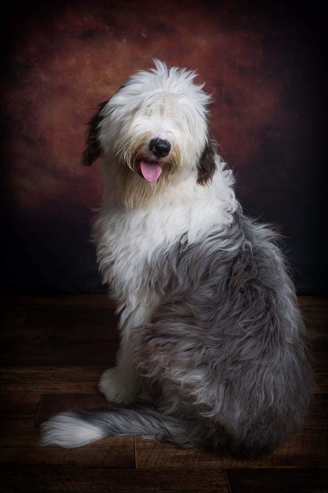 Fluffy Shaggy Dog Portrait Wallpaper