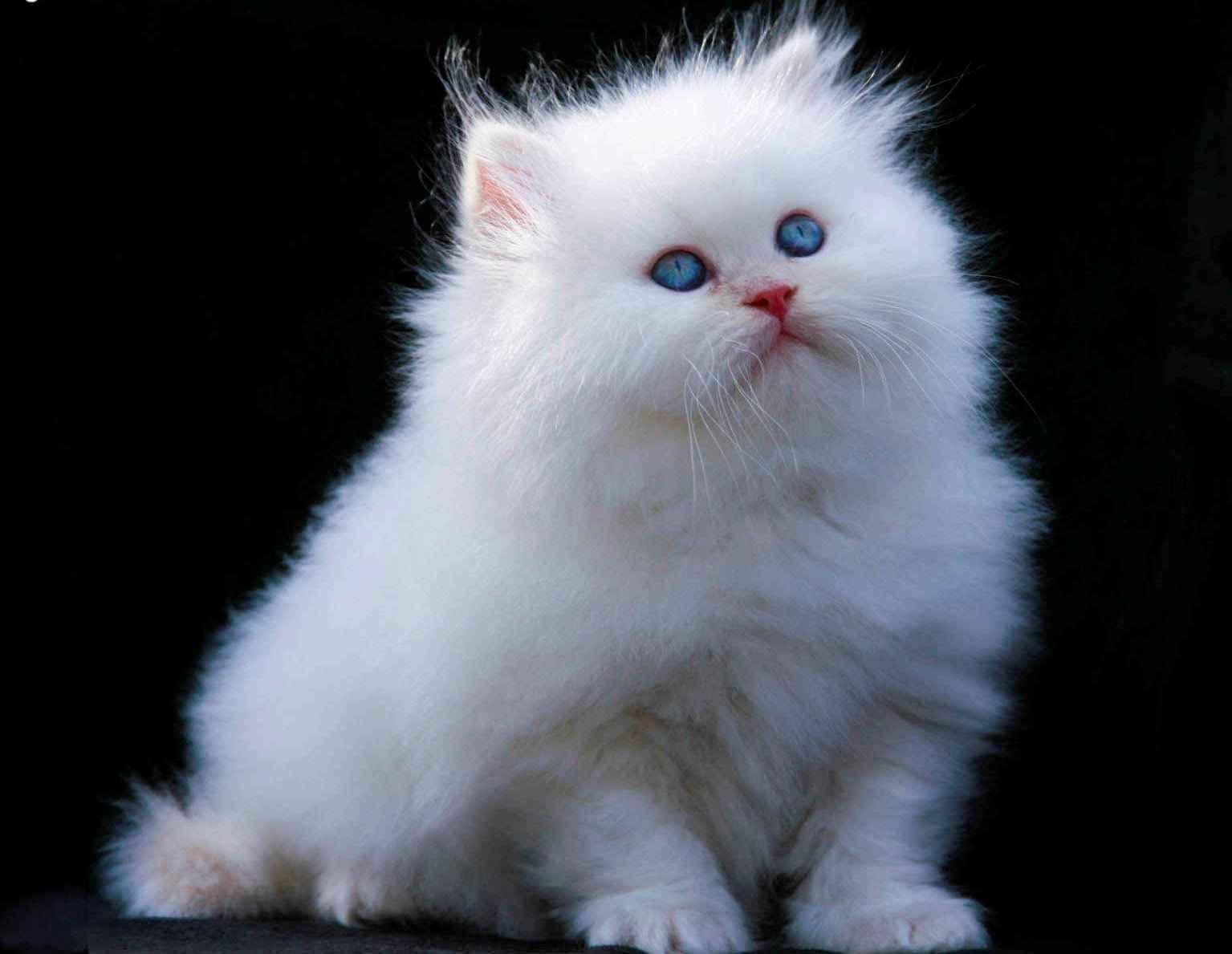 Fluffy White Cat Blue Eyes Wallpaper