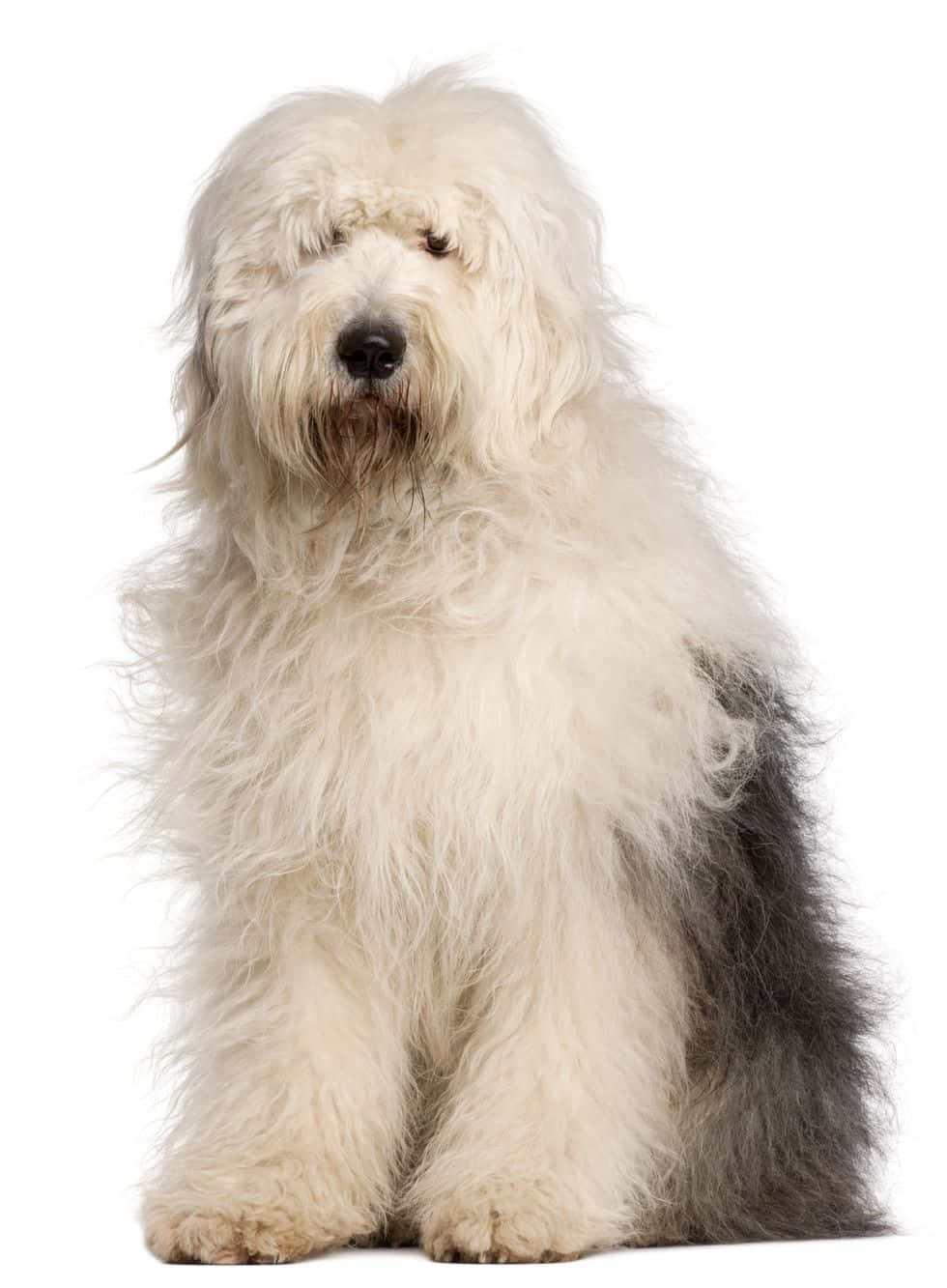 Fluffy White Shaggy Dog Wallpaper