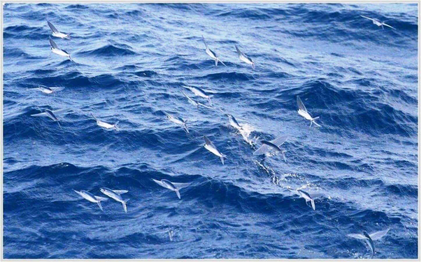 Flying Fish Gliding Over Ocean Waves.jpg Wallpaper