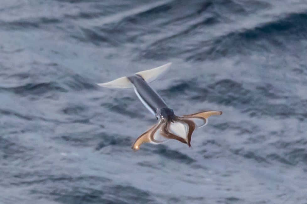 Flying Squid Over Ocean Wallpaper