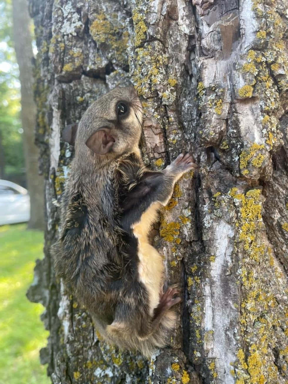 Flying Squirrel Clingingto Tree Wallpaper