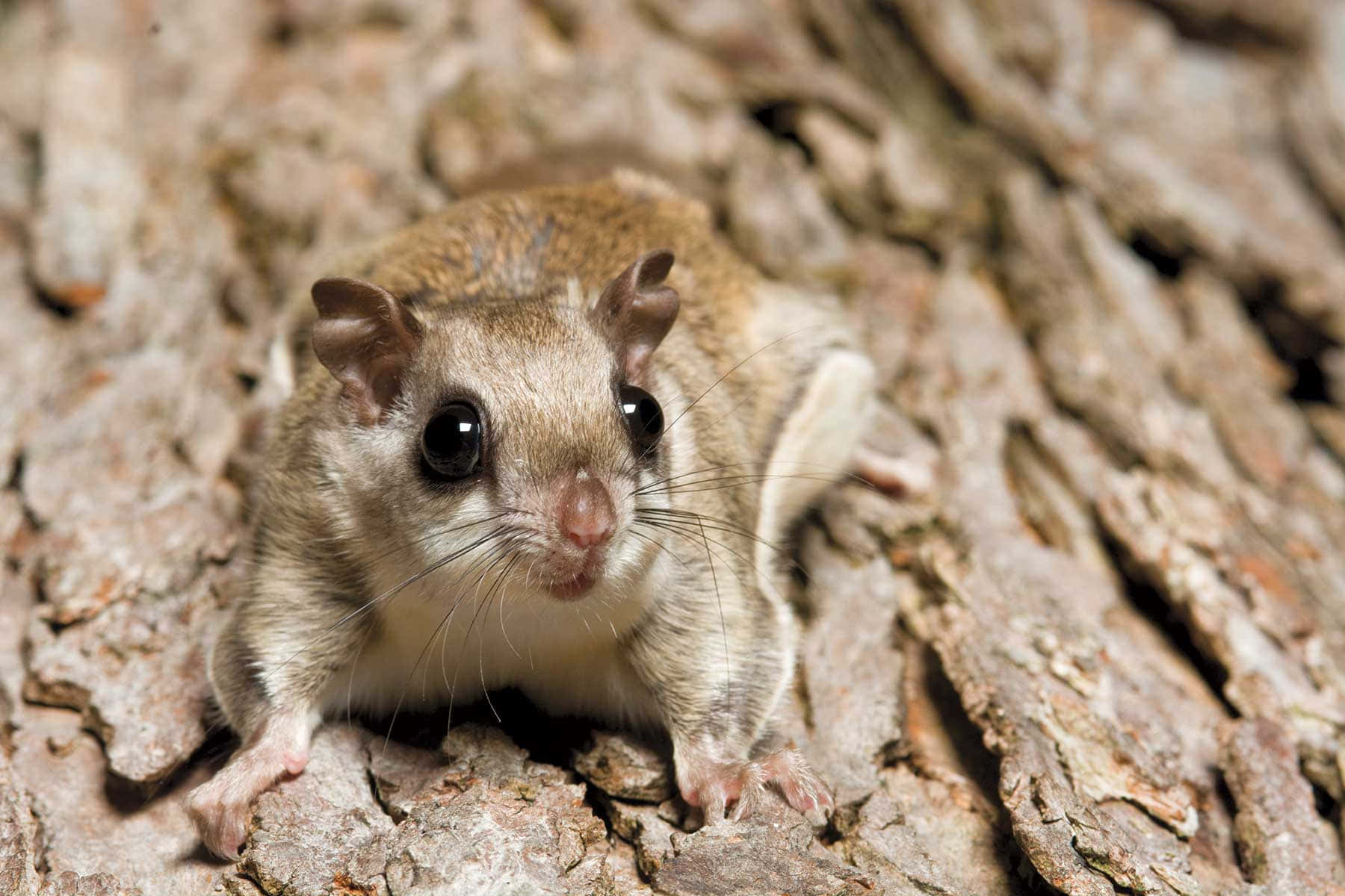 Flying Squirrel Closeupon Tree Bark Wallpaper