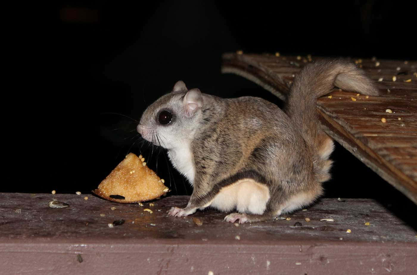 Flying Squirrel Midnight Snack Wallpaper