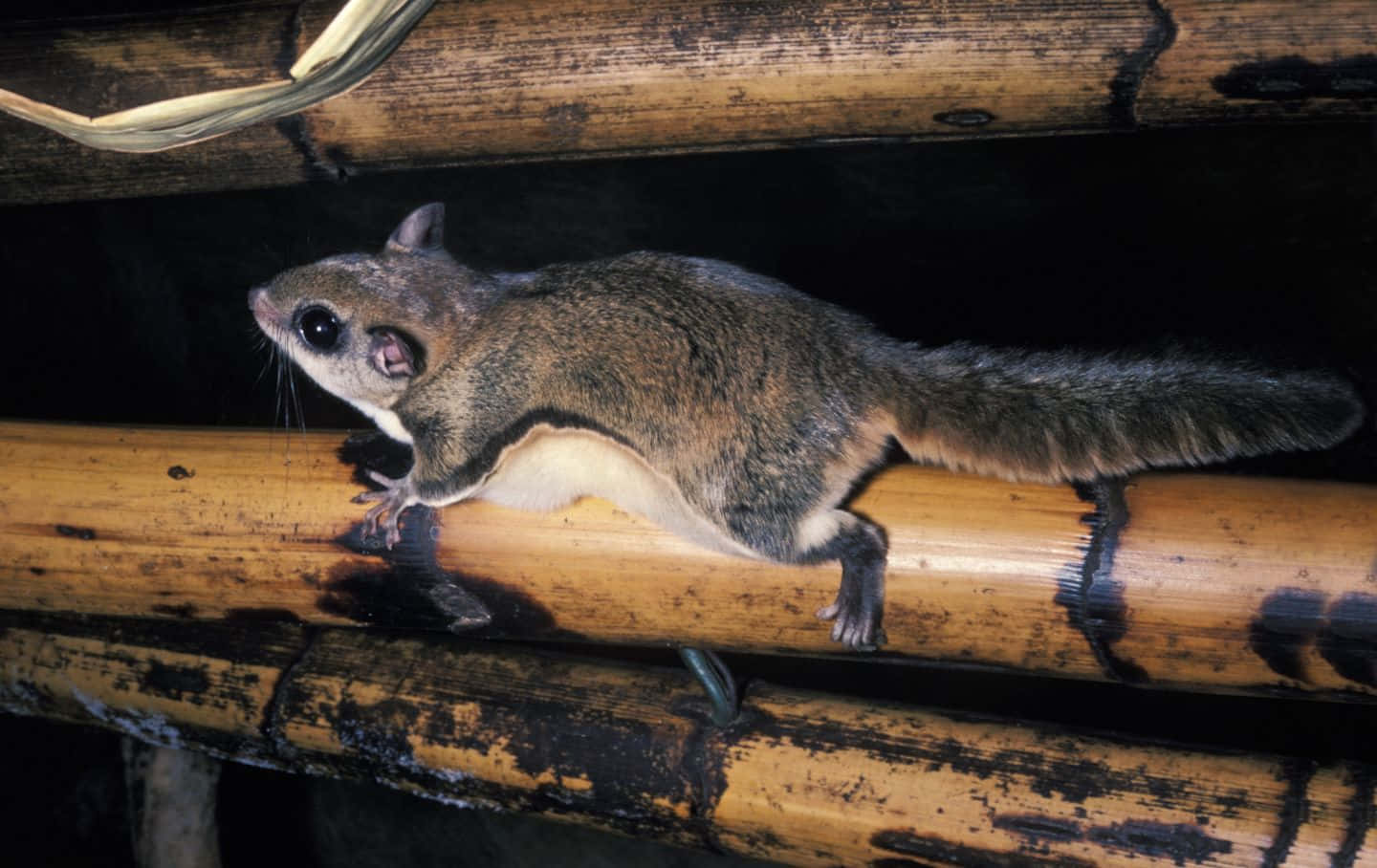 Flying Squirrel On Bamboo Wallpaper