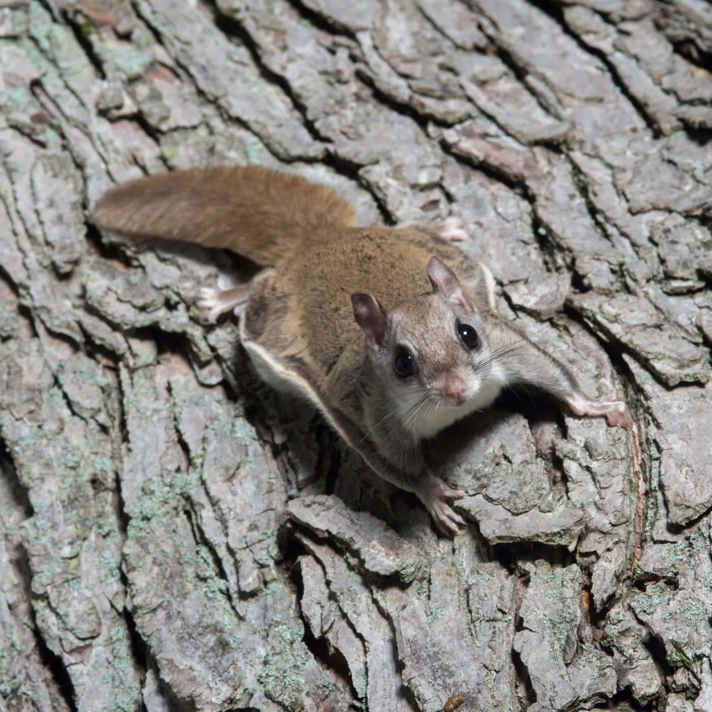 Flying Squirrel On Tree Bark Wallpaper