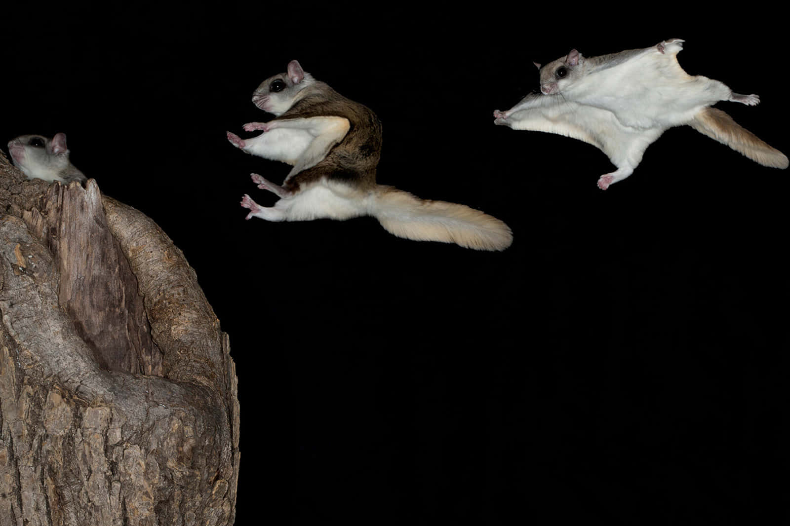 Flying Squirrels Mid Glide Wallpaper