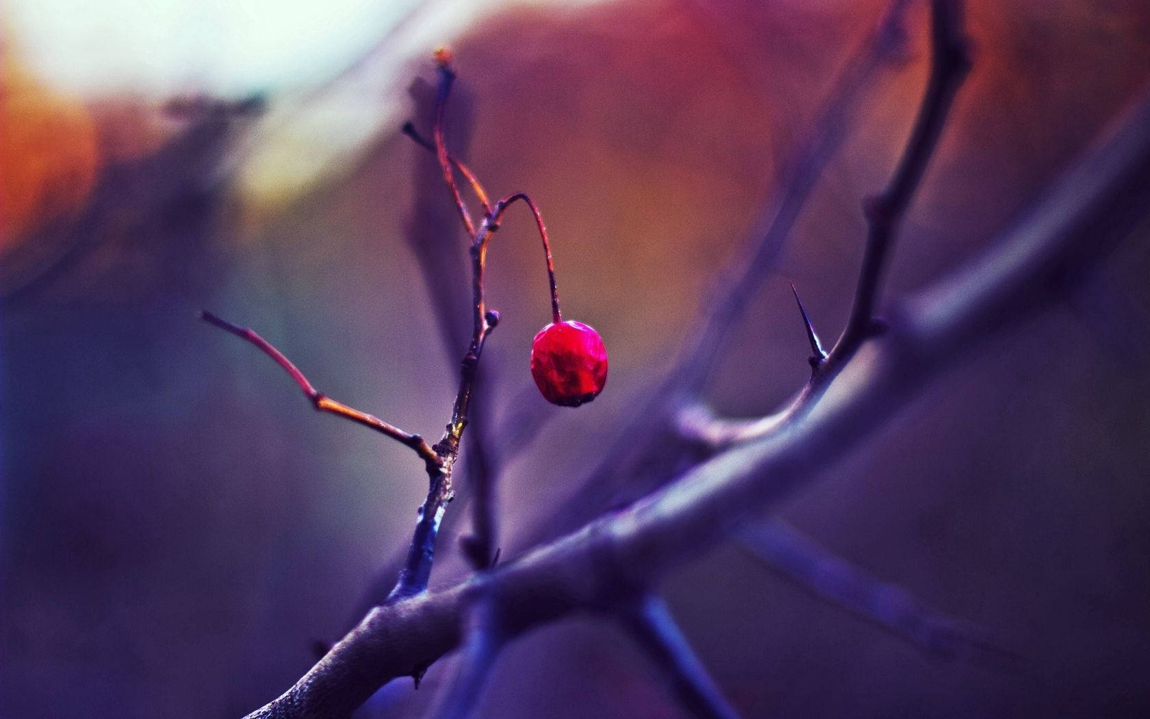 Focus Hawthorn Berry On Branch Wallpaper