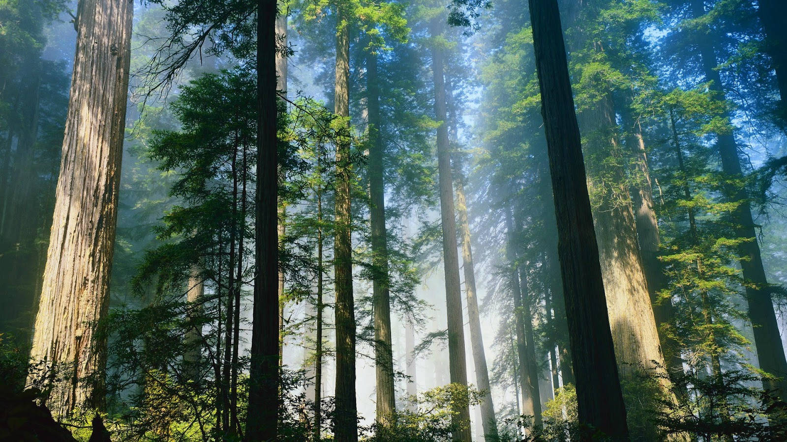 Fog-filled Woodland Morning Glory Wallpaper