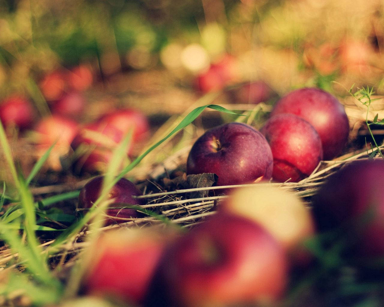 Food Apples On Ground Wallpaper