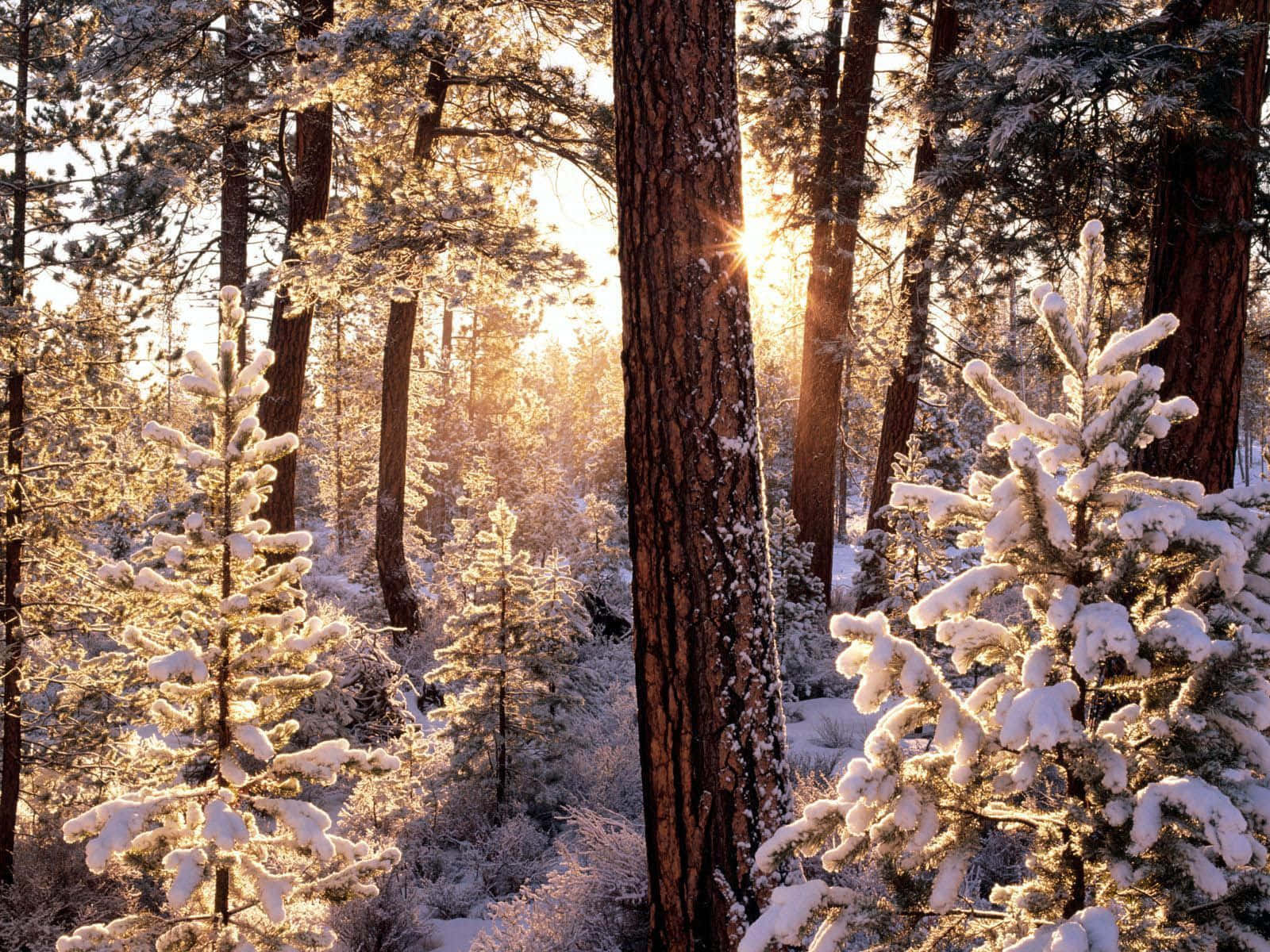 Forest Golden Hour Sunshine Cozy Winter Aesthetic Wallpaper